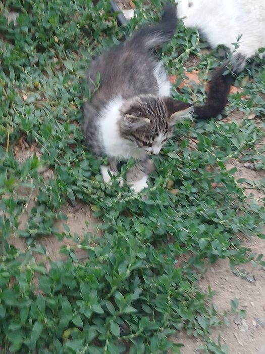 Котя в добрые руки