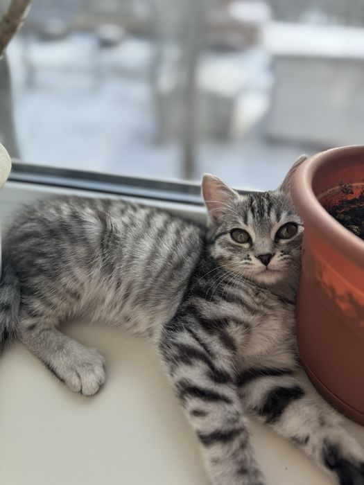 Очень ласковый котик