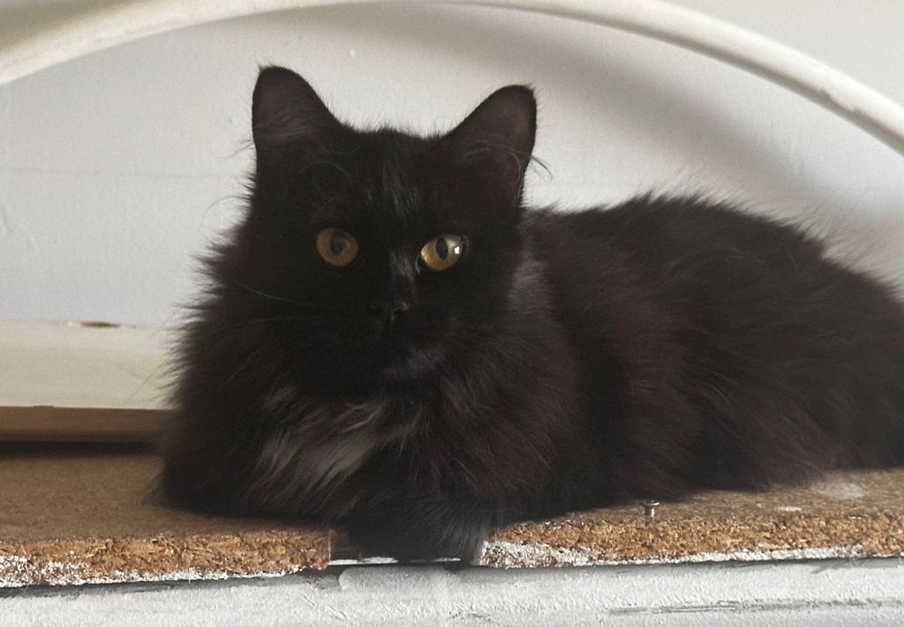 Отдам в хорошие руки