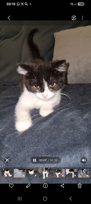 Малыш ищет мампап. Доставлю!