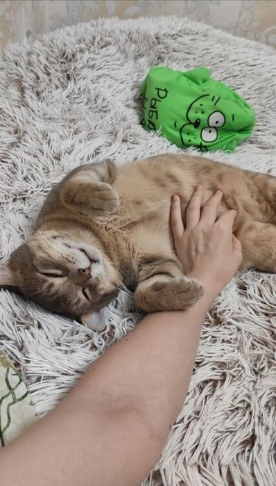Передержка кошек