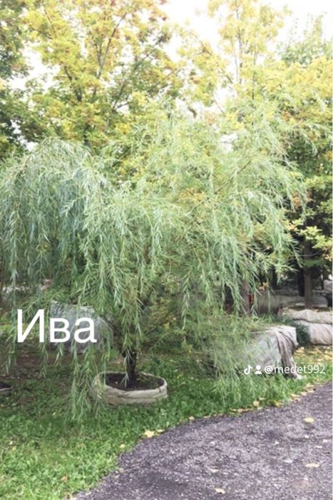 Тополь пираммидальный