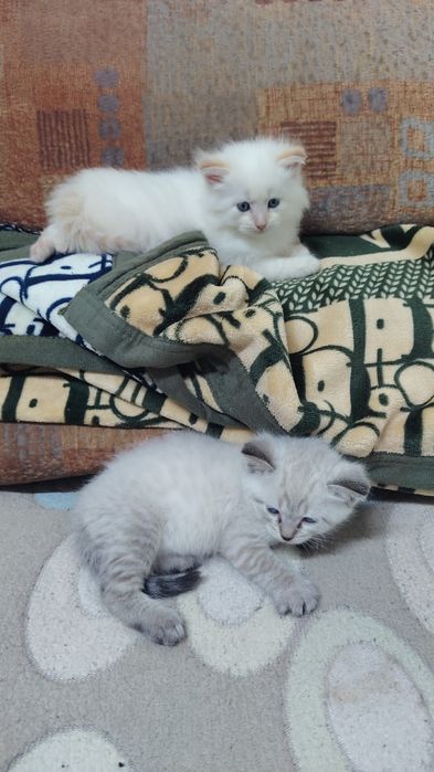 породистые котята