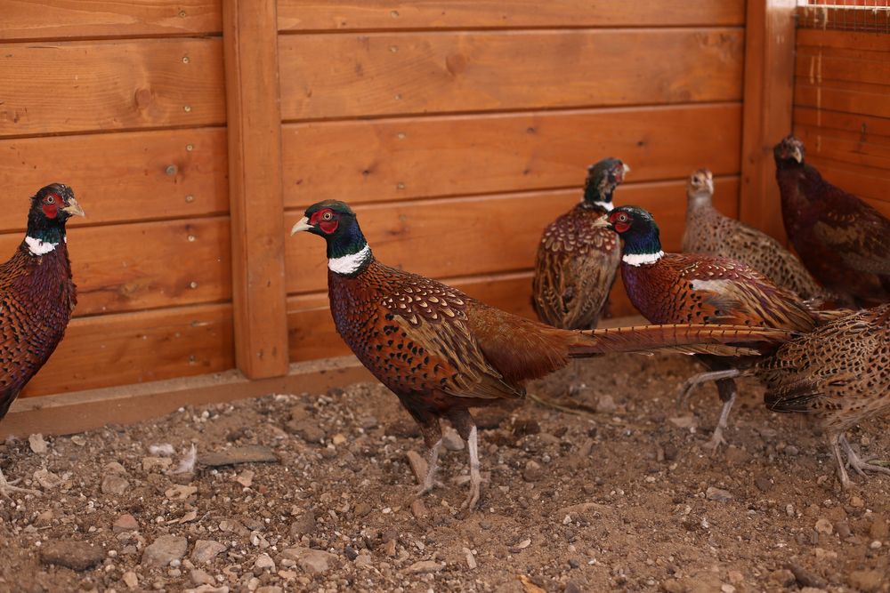 Продам охотничьего фазана