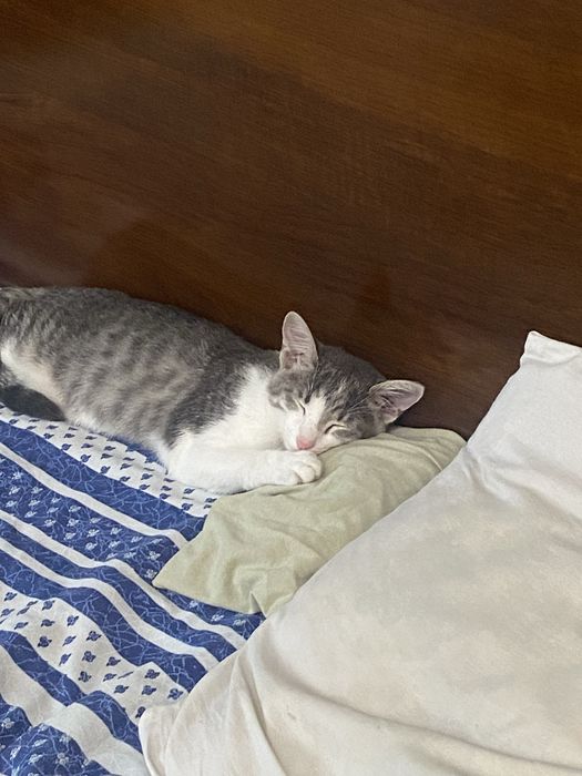 Отдам кошку 5 мес