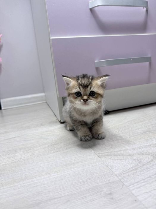 Милые котята,продаются