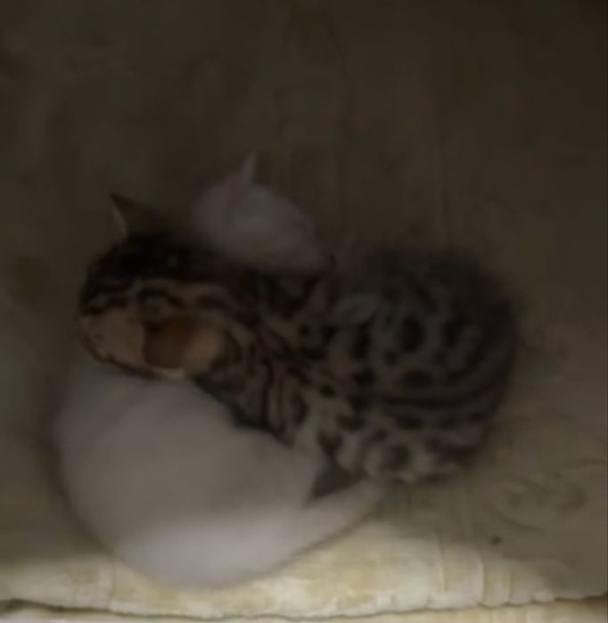 Bengal mushuk va mushukchala