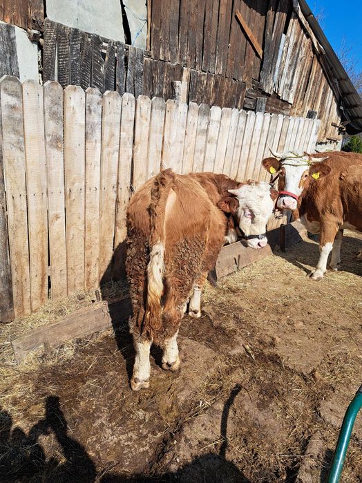 Tăuraș 300 kg 11 luni