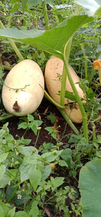 Тыква местная дачная