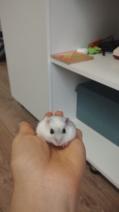 Хомячок джунгарский с клеткой