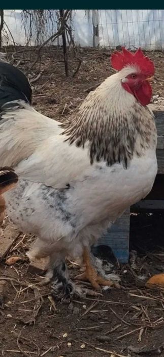 Домашни петли за ПЕТЛЬОВДЕН