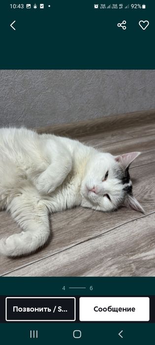 домашние животные