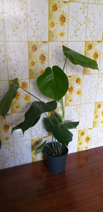 Сингониум,монстера и сансевьера