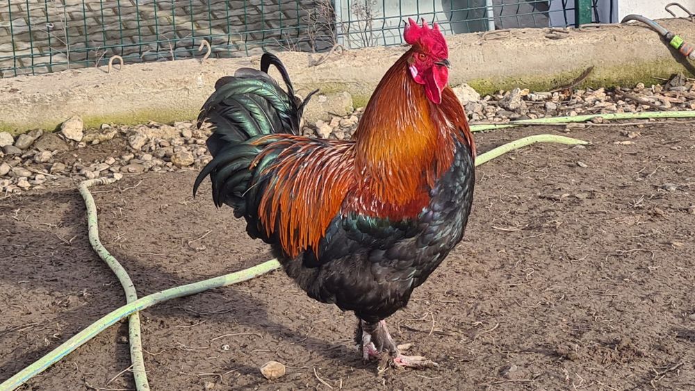 Cocoș Marans negru-aramiu