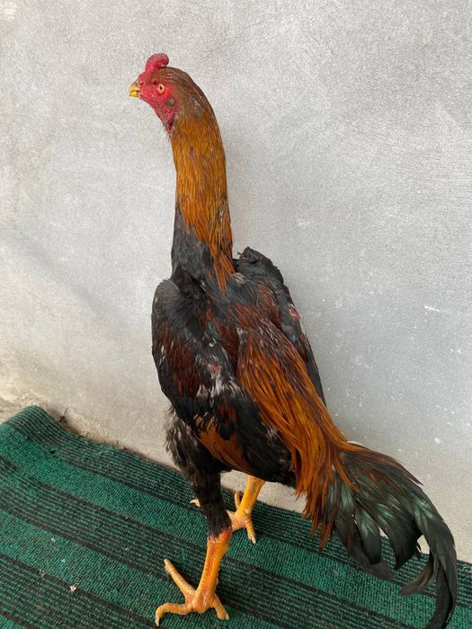 dakan xuroz sotiladi