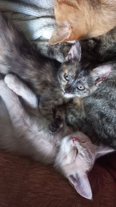 Отдам котят бесплатно.
