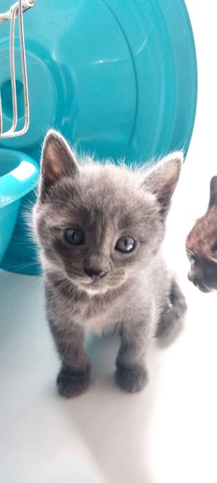 Котята в хорошие руки