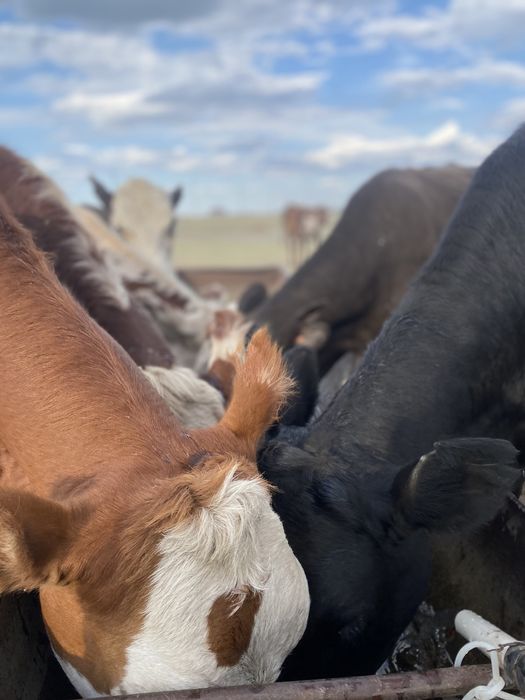 Ұрғашы 13 бас Тайыншалар сатылады