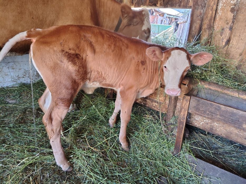 Vând vițea de 6 săptămâni