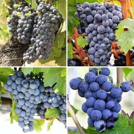 Butasi vita de vie hibrid si altoita!