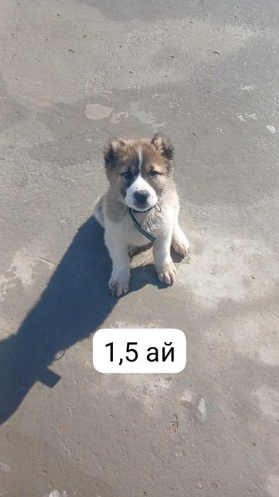 Алабай 4,5 айлық күшік