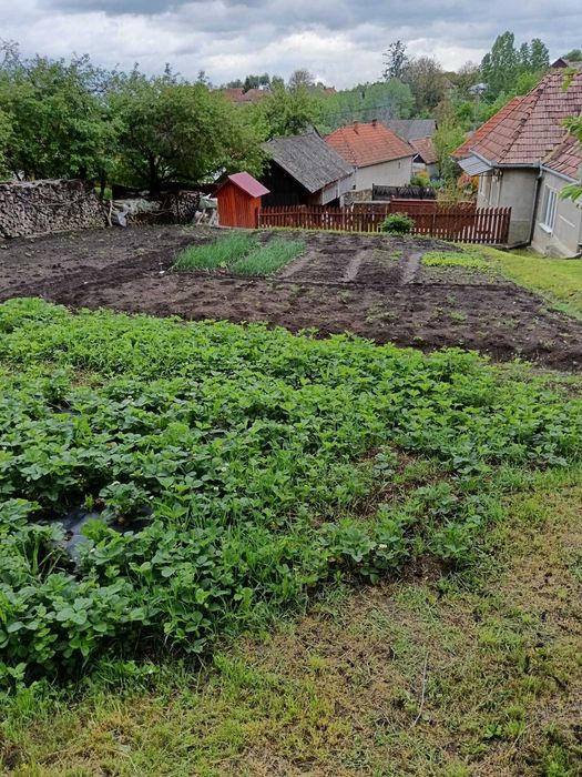 casă familială cu curte și grădină