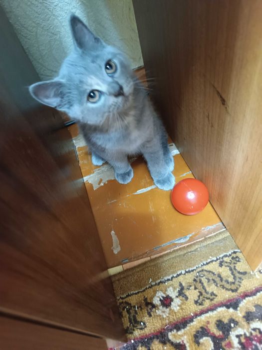 Вислоухие котята