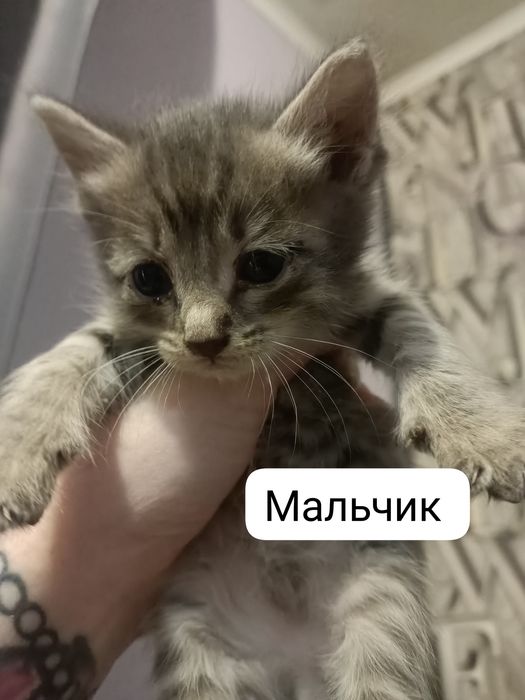 Срочно отдам котят