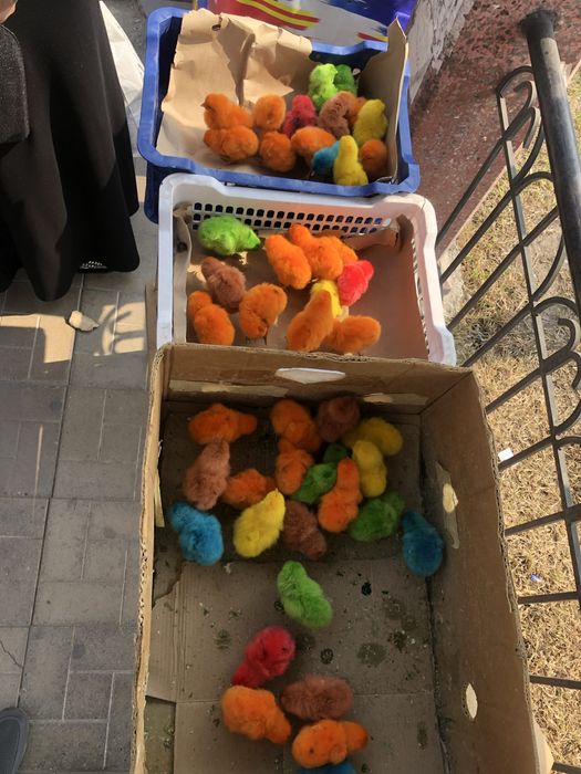 Rangli jojalar 1haftali