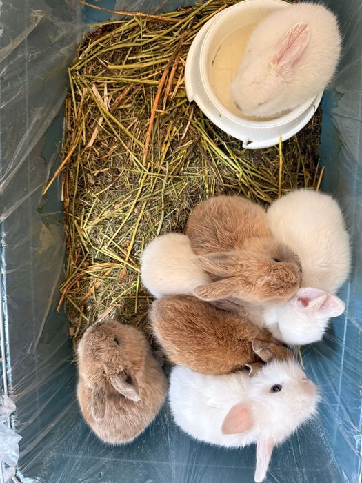 Кролики декоративные