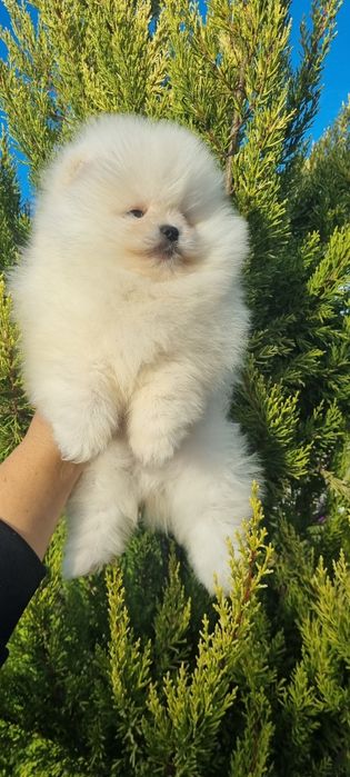 Померан померанче