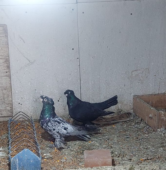 Узбекские двухчубые голуби