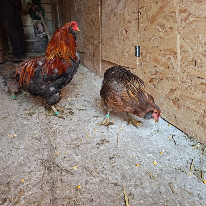 Familii Araucana tineret