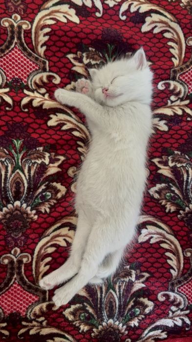Котенок мальчик 3 недели