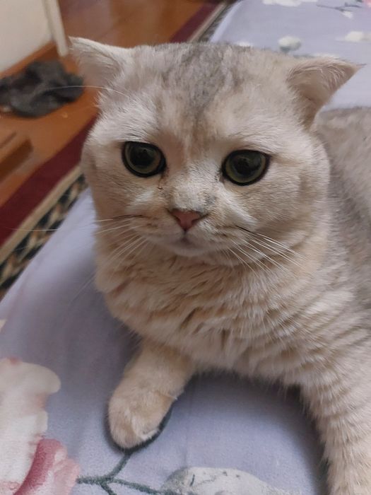 Зотли мушук срочна сотилади