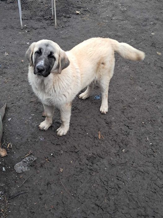 Vând câine ciobănesc