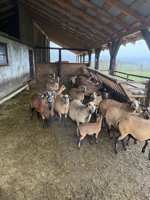 Vad turma de oi CAMERUN