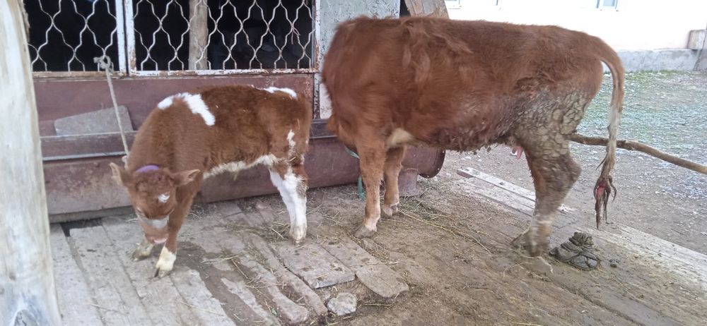 Бузаулы Тана сатылады.