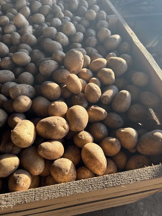 Vand cartofi samanta  carerra