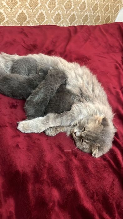 Вислоухие британские котята