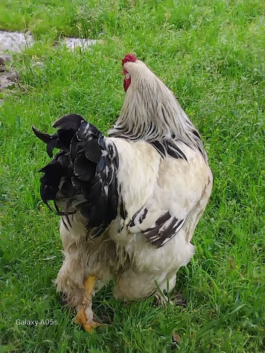 Brama  tovuq tuxumlari