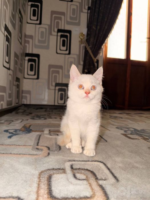 Turetskiy angora sotiladi mushukcha