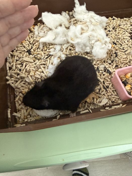 Отдам хомяка бесплатно