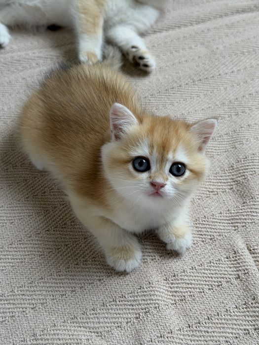 British Shorthair Golden Shaded ny12