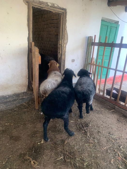 Қой сатылады Бараны