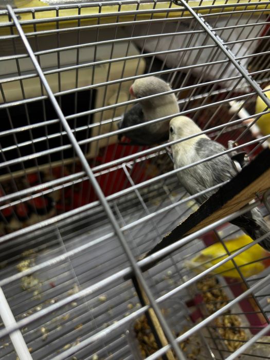 Неразлучка полапонлари