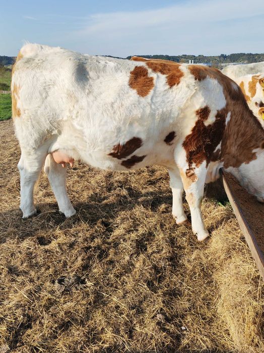 Disponibilă Junincă