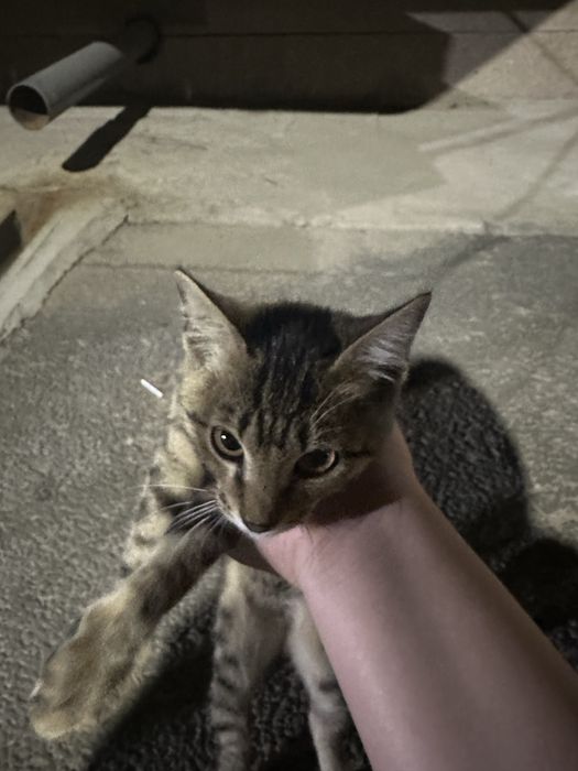 Ласковый котенок