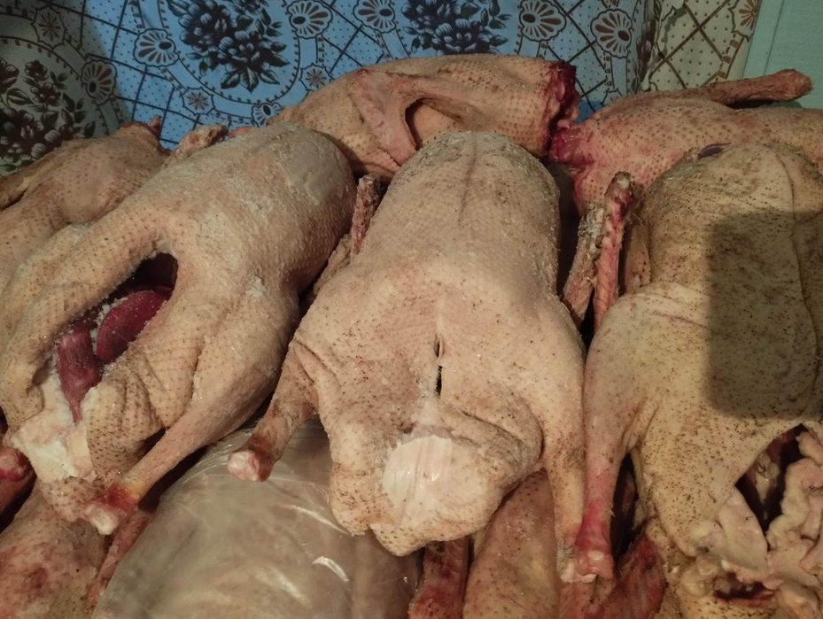 продам гусей домашних