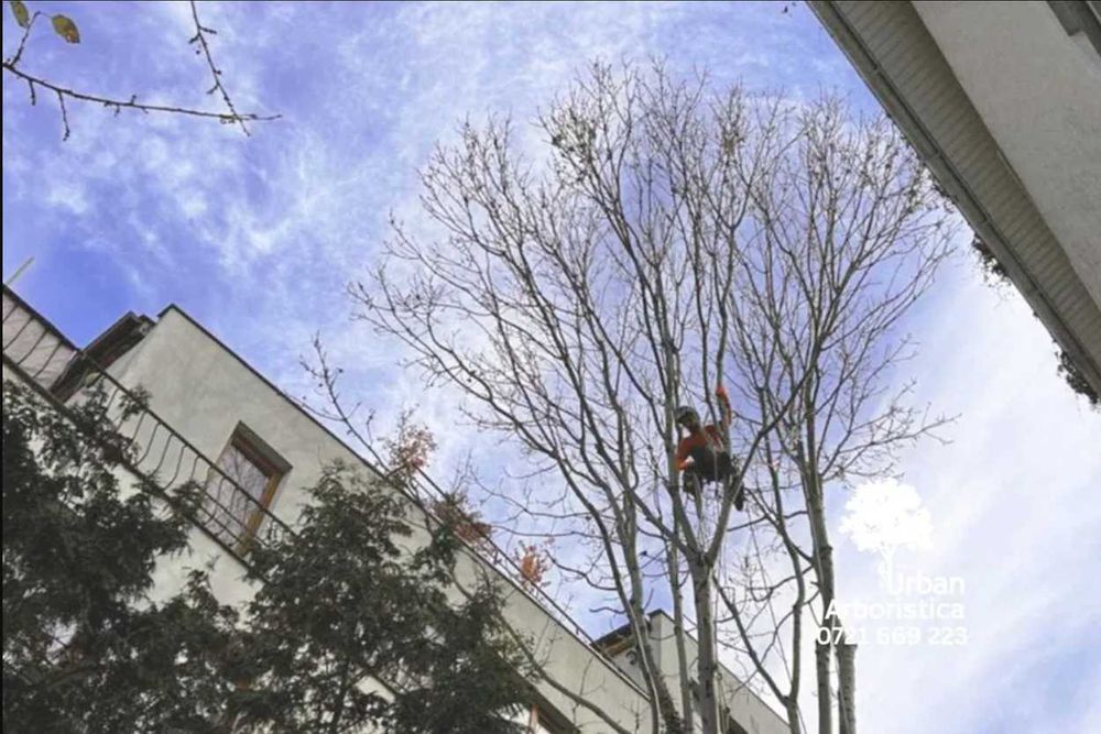 Toaletare Pomi Copaci Arbori Tuns Gard Viu Ingrijire Buftea